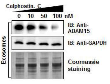 PMA에 의한 exosomal ADAM15의 생성의 PKC억제제 calphostin C에 의한 감소 효과