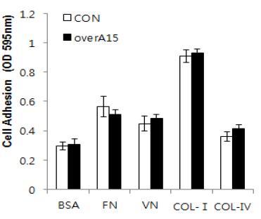 Endogenous ADAM15의 과발현에 의한 세포외기질의 종류에 따른 세포부착 변화