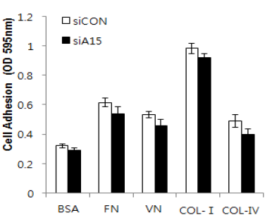 Endogenous ADAM15의 발현억제에 의한 세포외기질의 종류에 따른 세포부착의 변화