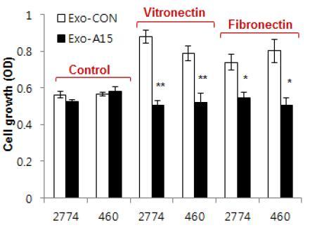 다양한 암세포들에서 vitronnetin과 fibronectind의 종류에 따른 exosomal ADAM15의 세포성장 억제