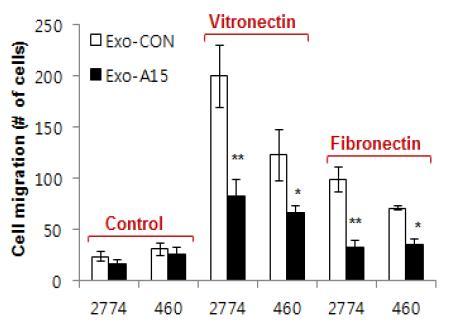 다양한 암세포들에서 vitronnetin과 fibronectind의 종류에 따른 exosomal ADAM15의 세포이동 억제