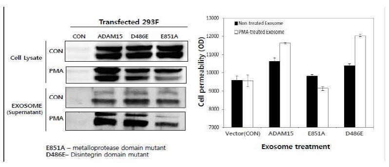 세포외기질분해효소의 변화에 따른 Exsomal ADAM15의 세포투과성활성