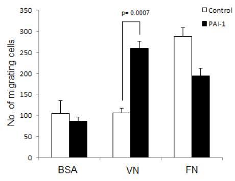 대식세포 RAW264.7 cells에서 세포외기질에 따른 macrophage derived PAI-1의 세포이동