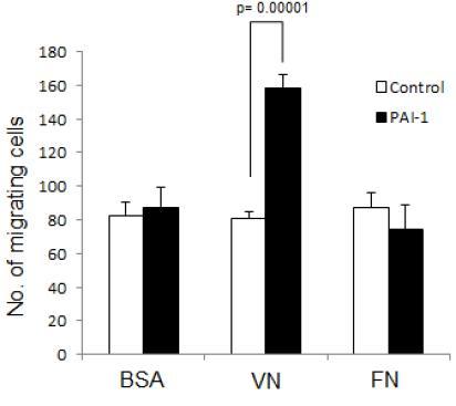 대식세포 U937 cells에서 세포외기질에 따른 macrophage derived PAI-1의 세포이동