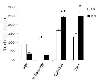 CpG에 의해 macrophage derived PAI-1이 발현증가된 대식세포와 PAI-1과발현된 대식세포의 vitronectin에 특이적인 세포이동