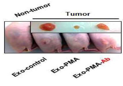 BALB/c nude mouse에 MDAH 2774 cells의 주입에 따른 암세포성장과 Exosomal ADAM15의 암세포성장저해 효과 및 anti-ADAM15에 의한 억제효과
