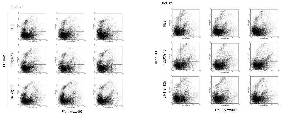 TLR-9 knock-out 마우스와 BALB/c 마우스의 spleen대식세포에서 PAI-1의 발현