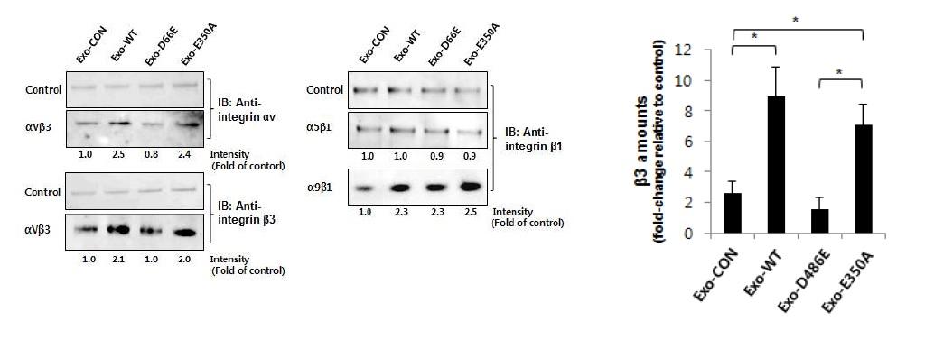 인테그린 종류에 따른 exosomalADAM15의 결합
