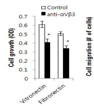 인테그린항체에 의한 세포성장조절