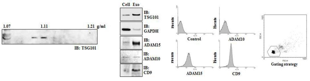 exosomal ADAM 15의 exosomal form분석