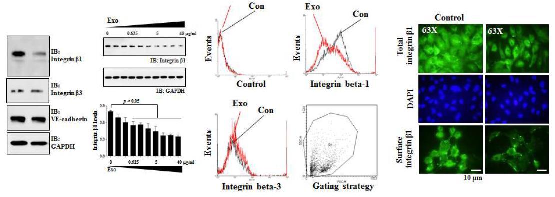 Exosomal ADAM 15에 의한 인테그린의 표면발현 조절