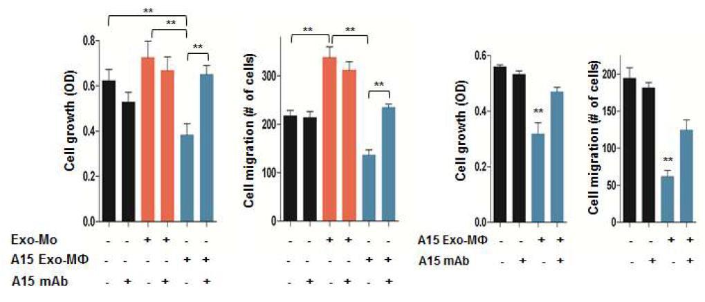 Exosomal ADAM 15에 의한 종양세포성장 억제