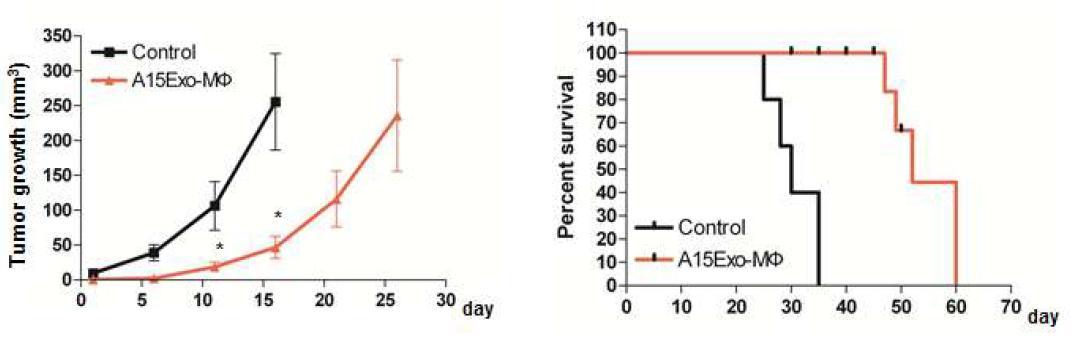Exosomal ADAM 15에 의한 누드마우스내 종양성장 억제