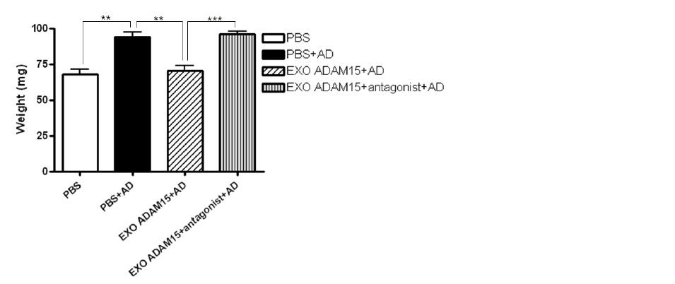 exosomal ADAM 15에 의한 AD 마우스의 귀염증 조절