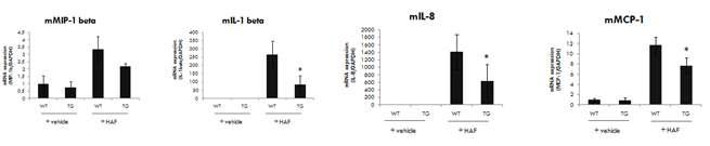 HA는 염증유발과 관련 있는 MIP-1 beta, IL-1 beta, IL-8, MCP-1의 발현을 증가시키나 EC-SOD 과발현형질전환 생쥐에서는 위의 염증유발 인자들이 감소함,