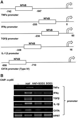 EC-SOD는 HA에 의해 유도된 NF-억kB제의함 pro-inflammatory gene promoter binding을 억제함
