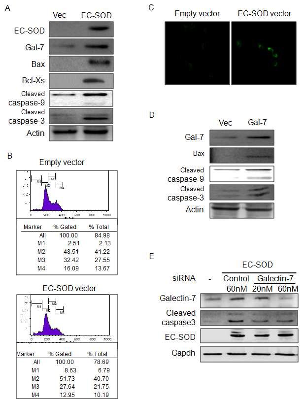 EC-SOD는 galectin-7의 발현을 증가시켜 apoptosis를 유발함