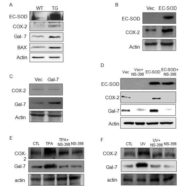 EC-SOD는 COX-2를 증가시켜 galectin-7이 증가됨