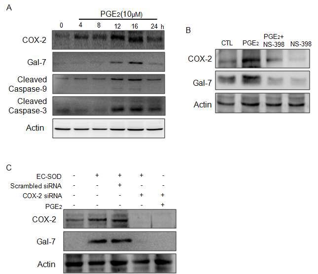 PGE2에의한 apoptosis는 PGE2에의해 유도된 COX-2의 증가해의해서 이뤄짐.
