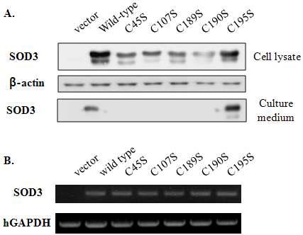 wild type 과 cysteine mutant construct는 동일한 발현 정도를 보임