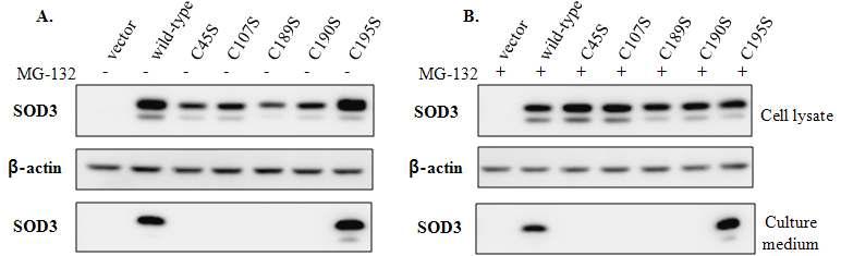 Wild type 과 C195S세 E포C내-S에O서D만 d e세gr포ad a밖tio으n됨로. 분비되며, 나머지 mutant들은 세포내에서 degradation됨.