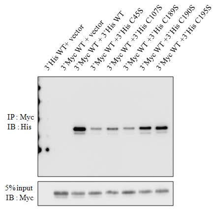 mutant EC-SOD는 wild type EC-SOD와 결합함.