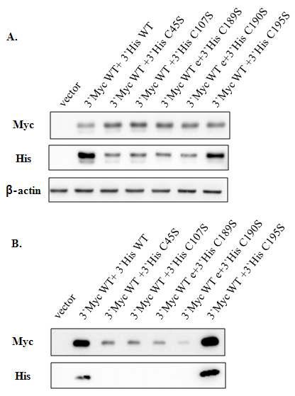 C195S를 제외한 mutant는 co-transfection시 wild type EC-SOD의 분비를 억제함.