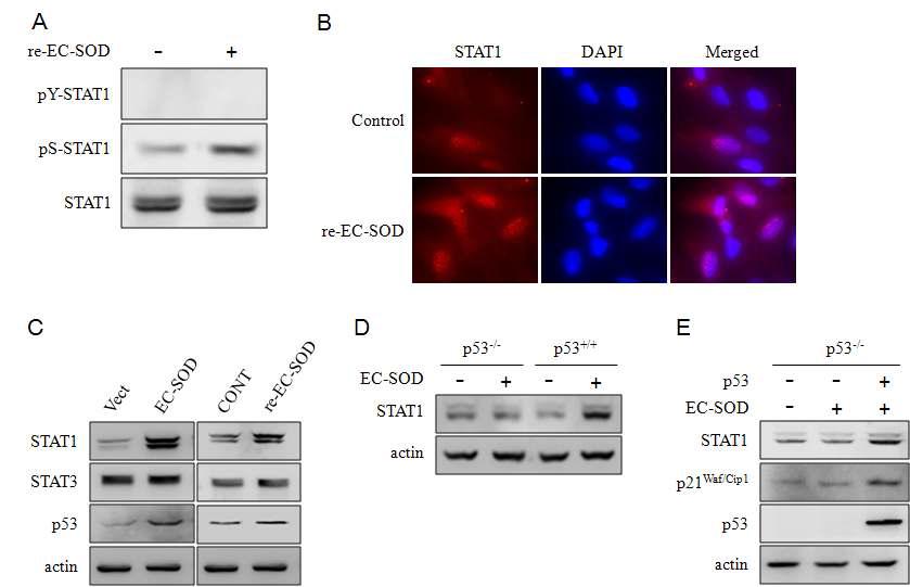 EC-SOD의 p53-의존성 STAT1 및 p21 발현 조절