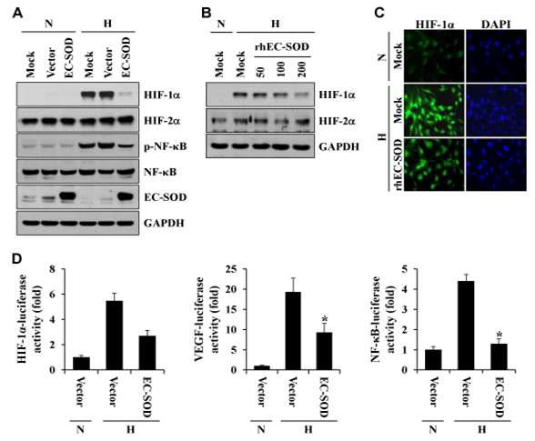 EC-SOD에 의한 HIF-1a, VEGF, NF-kB promoter activities 억제