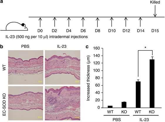 EC-SOD KO 생쥐에서 IL-23에 의한 건선유사병변 유도 시 더 많은 염증유발세포들이 피부로 침투하고 표피의 두께가 더 두꺼워짐을 보임