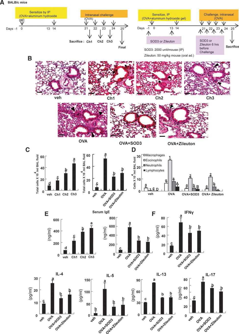 SOD3를 투여한 마우스에서 OVA 유도 allergic asthma 병변의 감소. (A) OVA에 의해 유도되는 asthma 실험 모델(B) 폐 조직의H&E 염색. (C) BALF 세포, BALF 내의 염증 세포 변화, 혈청 IgE level, (D) BALF에서의 Th1 (IFNγ), Th2 (IL-4, IL-5, IL-13), 및 Th17(IL-17) 세포의 변화