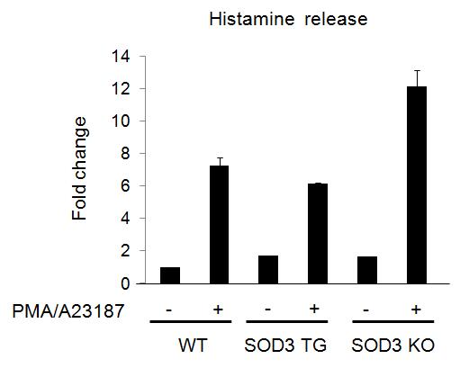 EC-SOD KO 생쥐의 bone marrow로 만들어진 BMMC는 활성 시 더욱 많은 histamine을 분비함