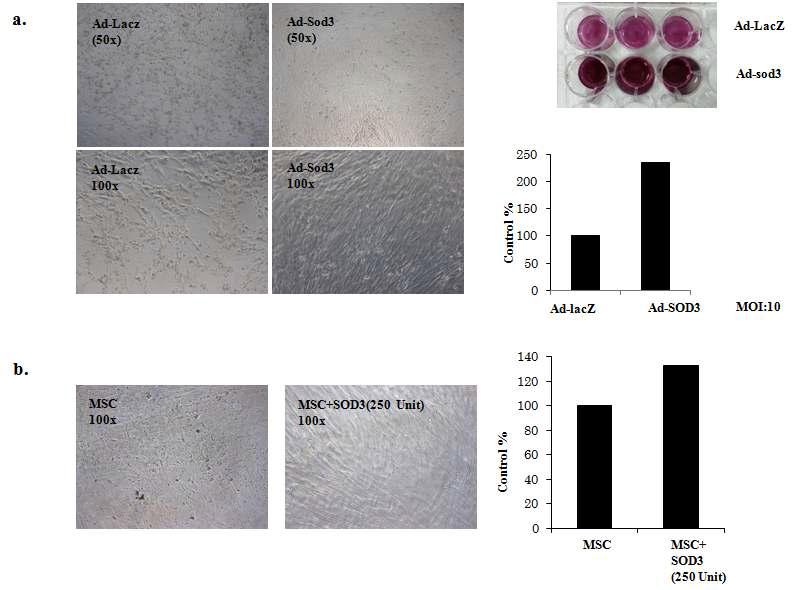 MSC에서 hSOD3의 과발현은 MSC의 survival을 증가시킴.