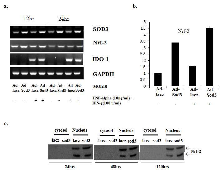 MSC에서 SOD3의 과발현은 Nrf-2의 발현과 핵 내에서의 축적을 증가시킴.