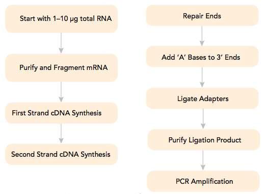 the workflow of RNA-seq library preparation