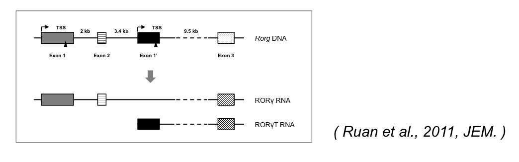 RORg 유전자에서 발현되는 두개의 mRNA isoform.