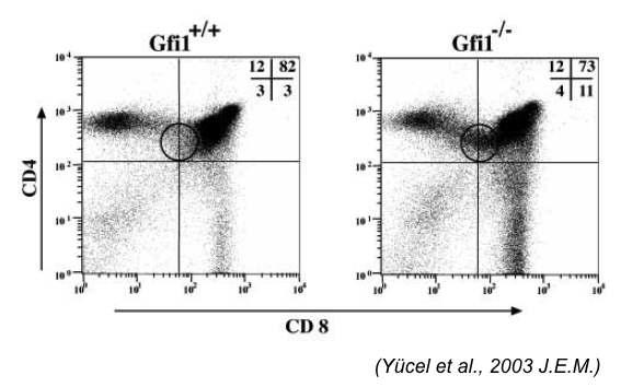 Gfi1-/- 생쥐의 흉선세포 발달 프로파일. CD8 T 세포의 비율이 증가.