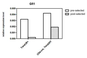 Twist2 가 제거된 마우스 (CD4-cre, Twist2f/f) 의 흉선세포에서 Gfi1 의 발현이 증가되어 있음을 확인.