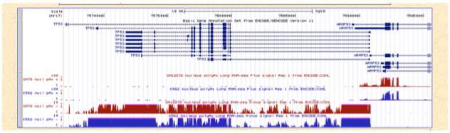 UCSC genome browser를 통해 ENCODE 결과를 시각화함.