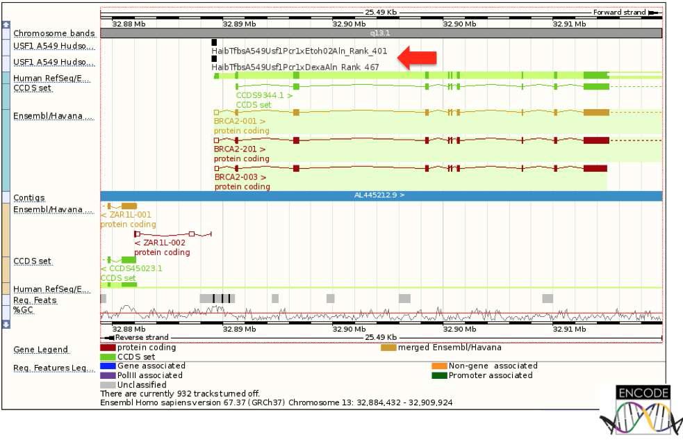 Ensembl browser를 통해 ENCODE 결과를 시각화함.