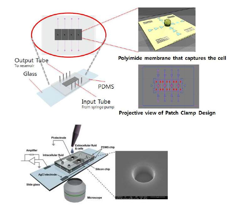 이온채널 분석을 위한 패치클램프칩의 개략도 및패치클램프 칩의 이온 채널 측정 과정