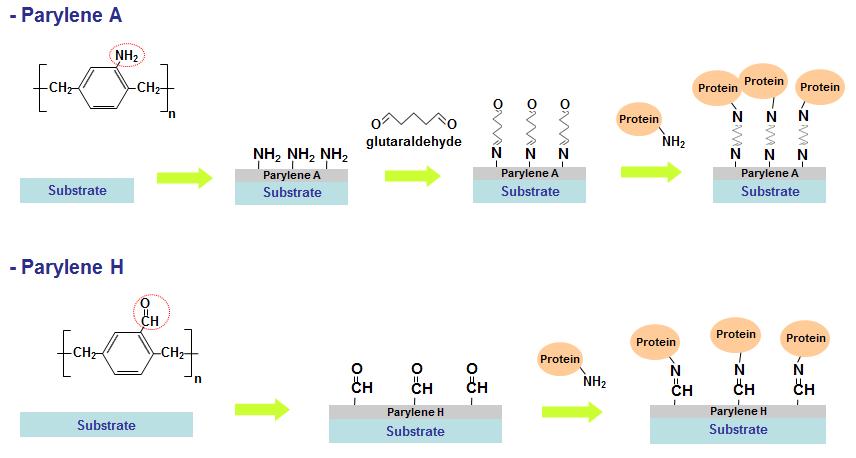 기능성 파릴렌 박막을 이용한 단백질의 고정과정