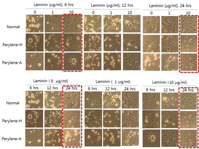 라미닌이 고정된 기능성 파릴렌상에서의 PC12 배양결과