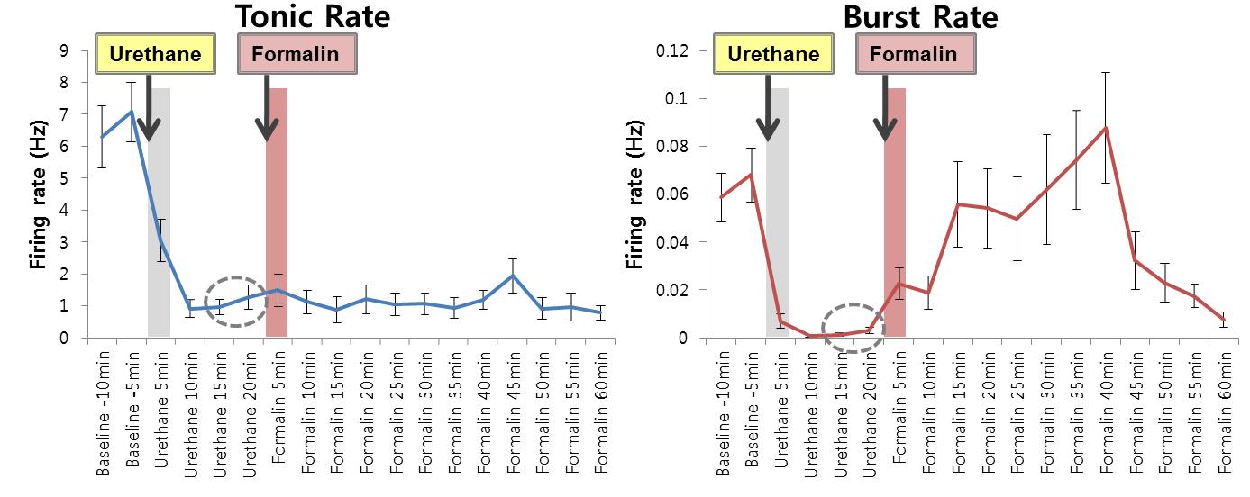 마취 후 통증(formalin)을 유발 했을 때 시상세포의 tonic 과 burst firing 비교