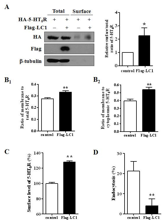 상호작용에 의한 막단백질 발현 및 endocytosis 조절