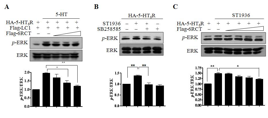 Neuroblastoma 세포에서 상호결합부위 과발현에 따른 상호작용억제