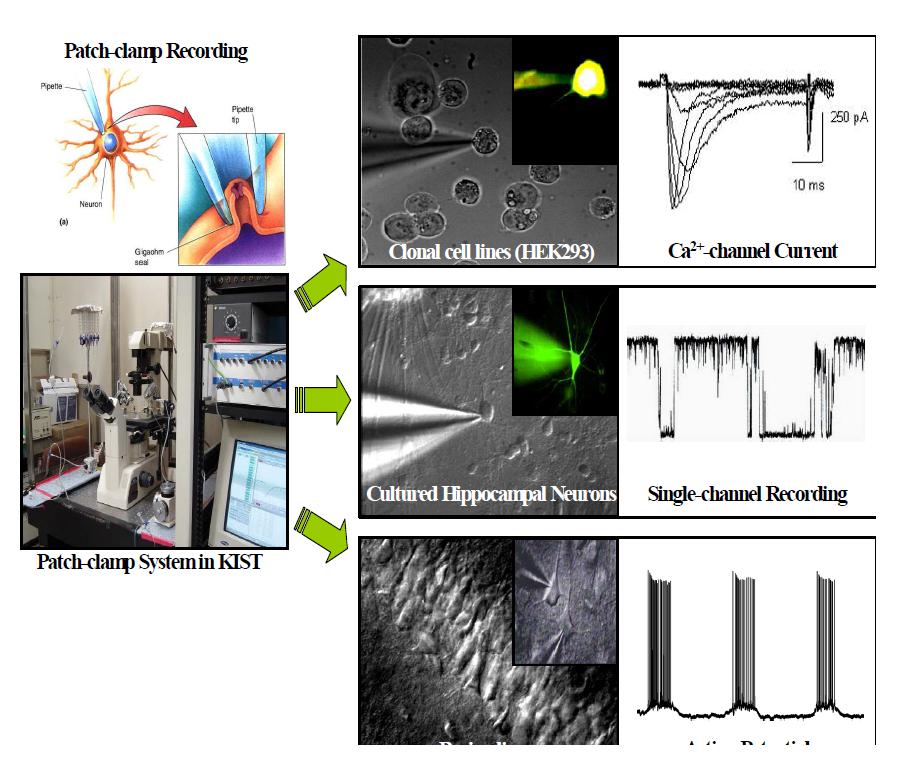 세포전기 신호 확립에 사용된 whole-cell patch-clamp측정기기 및 HEK293 cell, cultured rat-hippocampla cell과 hippocampus를 포함하는 뇌절편에서의 전기신호 측정