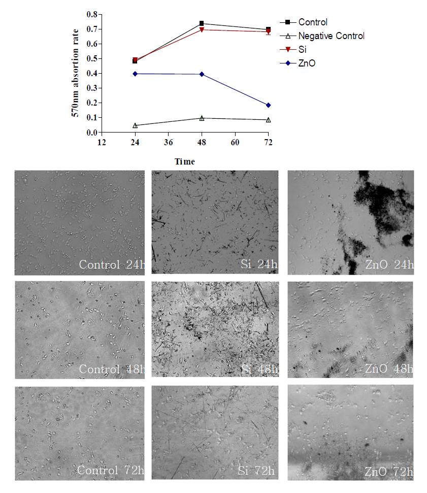 Cultured rat hippocampal neuron을 이용한 Si 나노와이어 및 ZnO 나노와이어 독성 검사결과