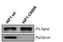 HIF-1alpha에 대한 p300 pull-down assay