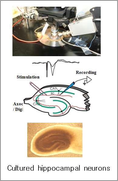 Organotypic brainslice recording settings